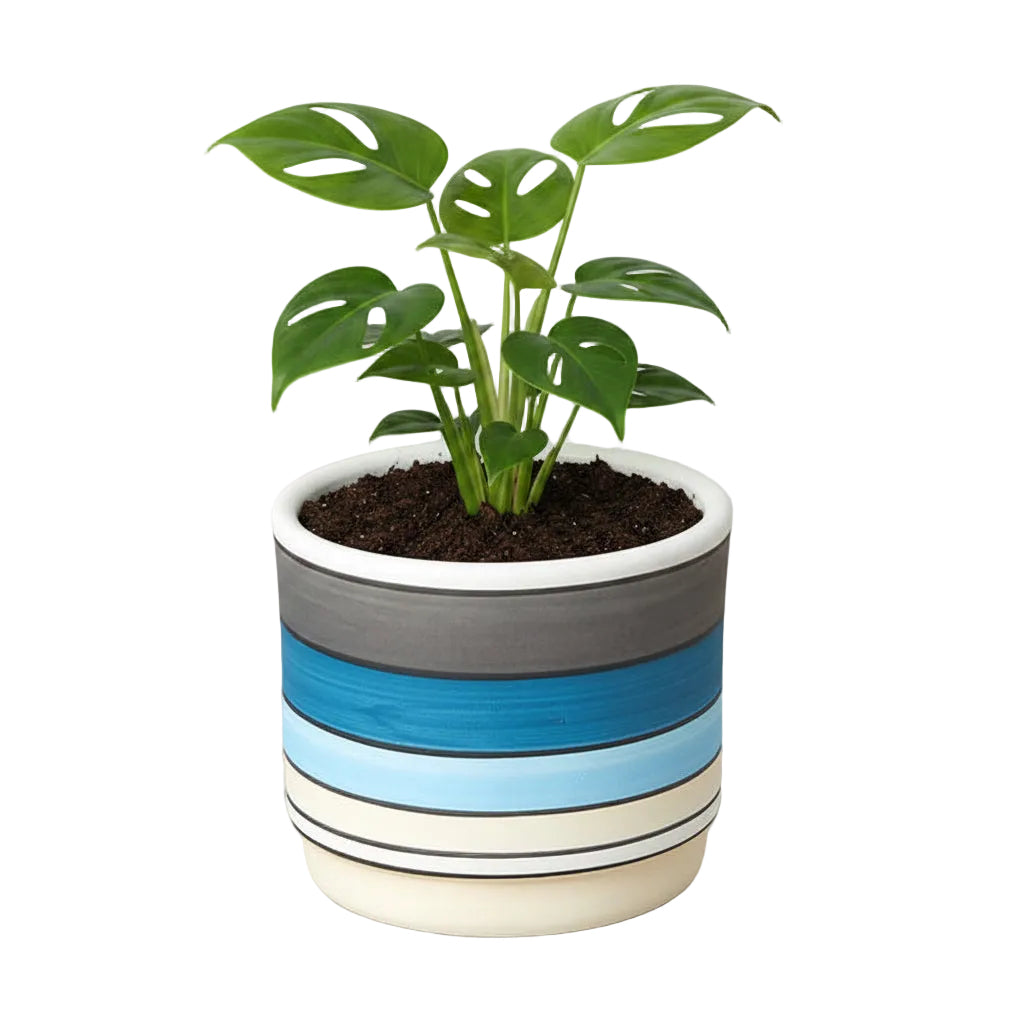 Potted mini monstera minima tropical plant with green split leaf leaves in a blue polychrome pot.