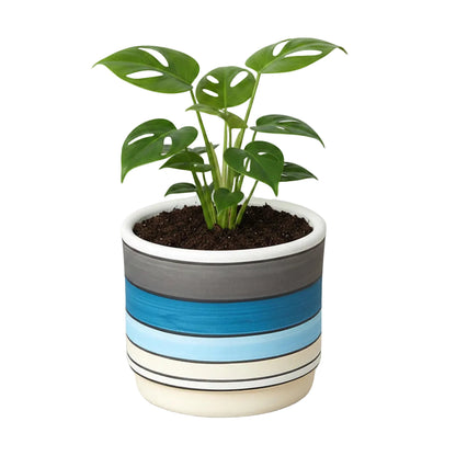 Potted mini monstera minima tropical plant with green split leaf leaves in a blue polychrome pot.