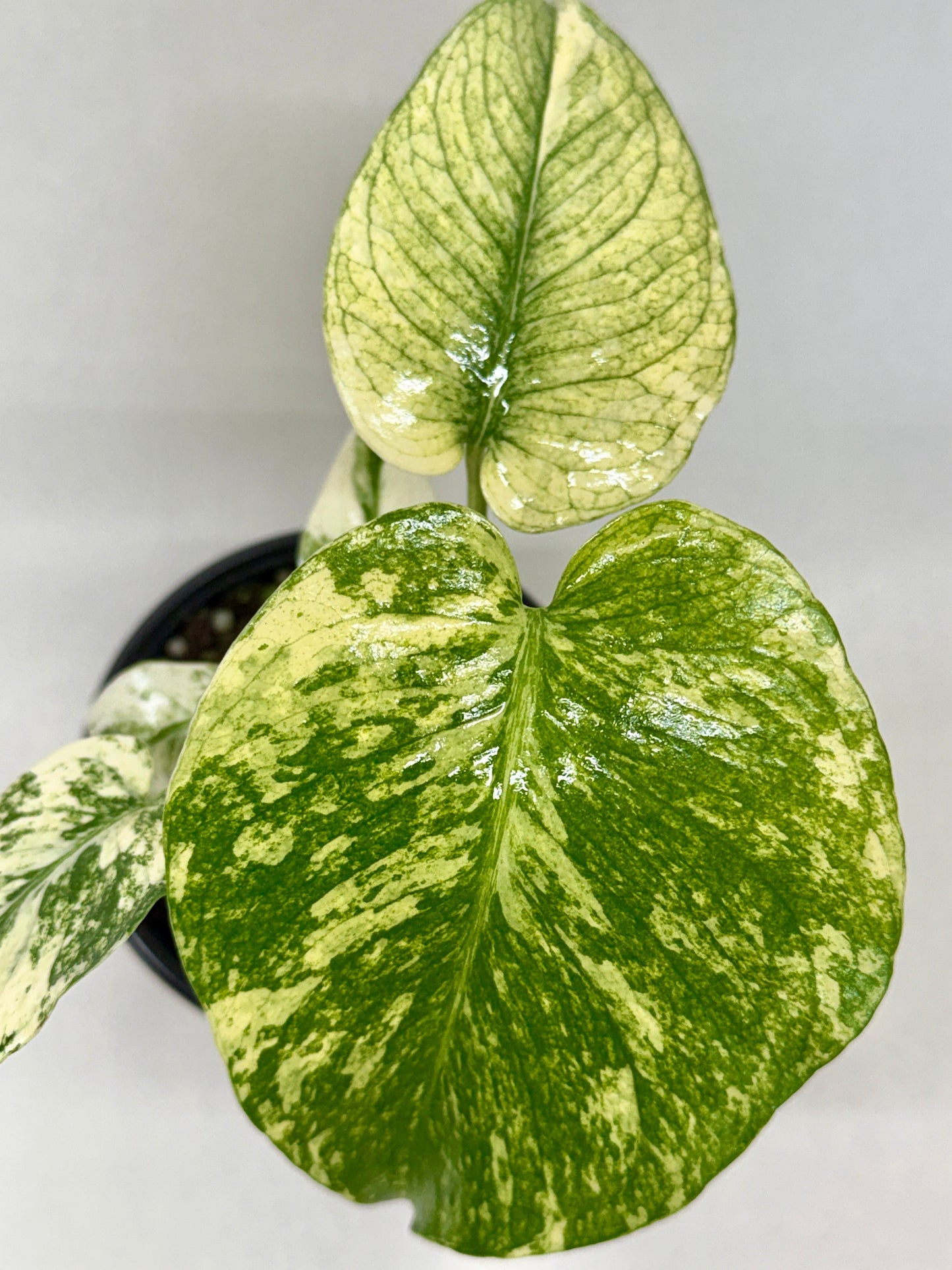 Close-up of a green and yellow leafy plant on a white background
