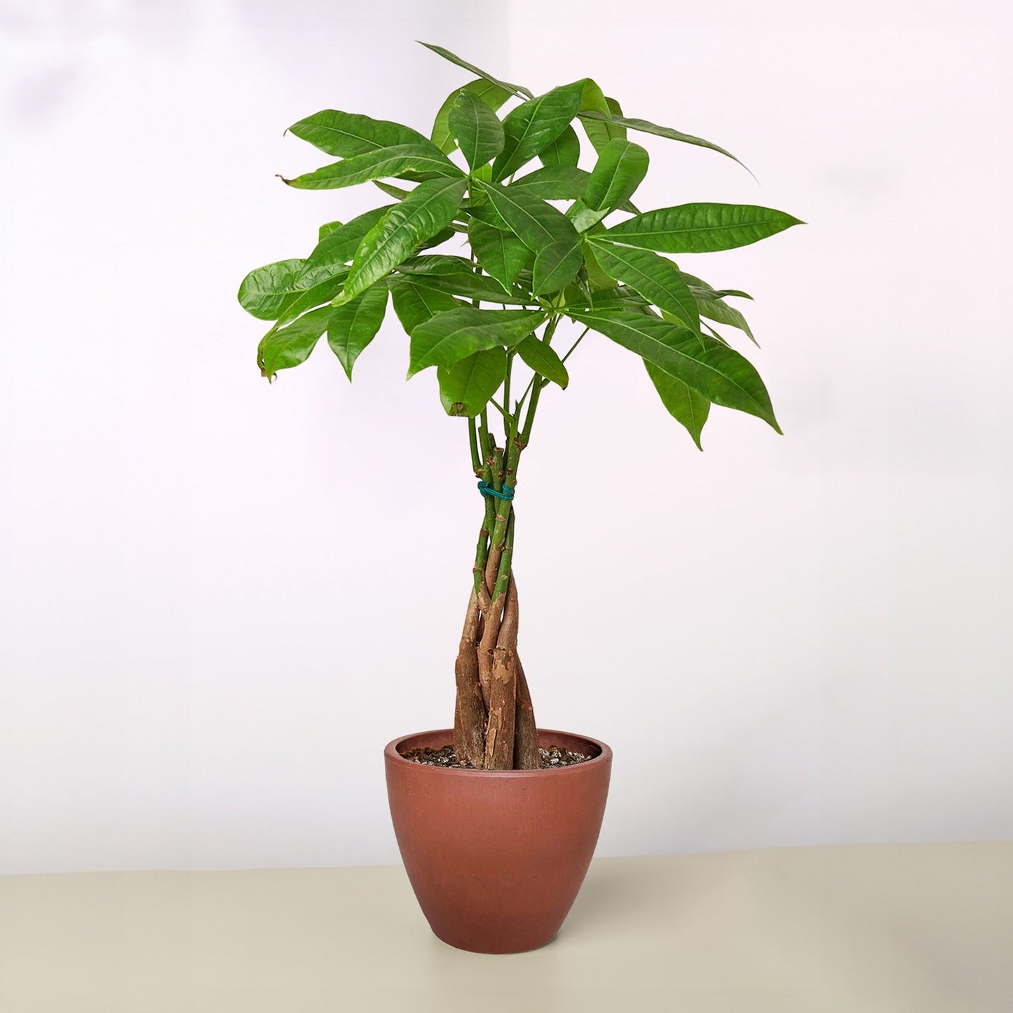 Vibrant green Money Tree 'Guiana Chestnut' Pachira Braid in a brown terracotta pot.