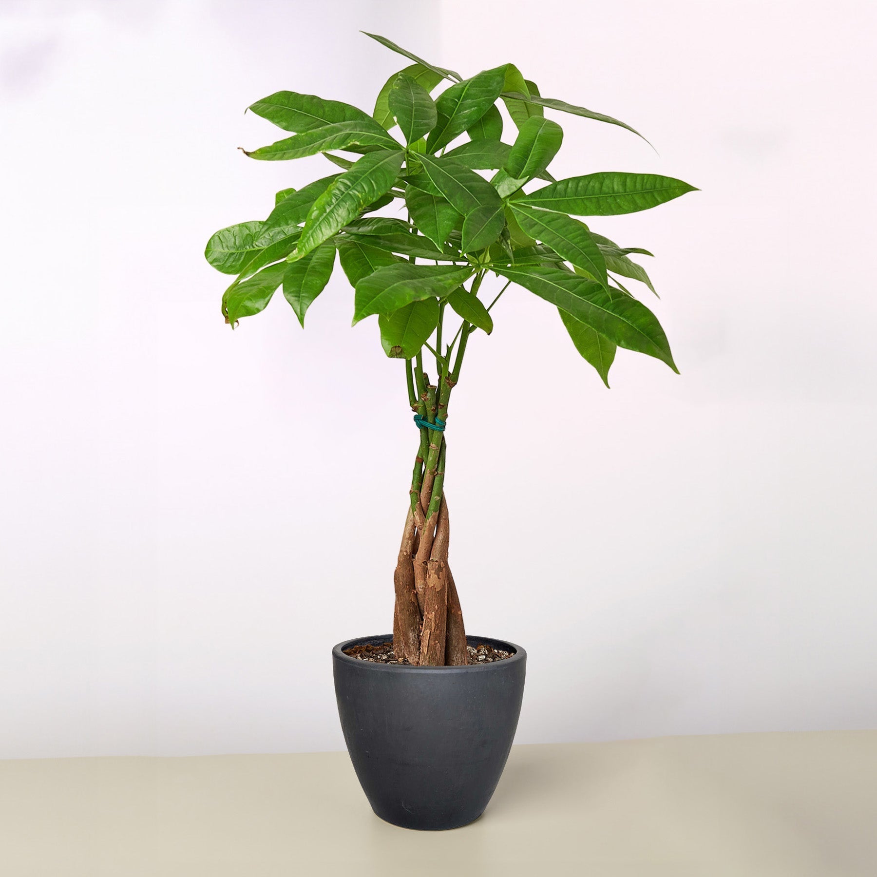 Vibrant Money Tree 'Guiana Chestnut' Pachira Braid with lush green leaves in a dark gray pot.