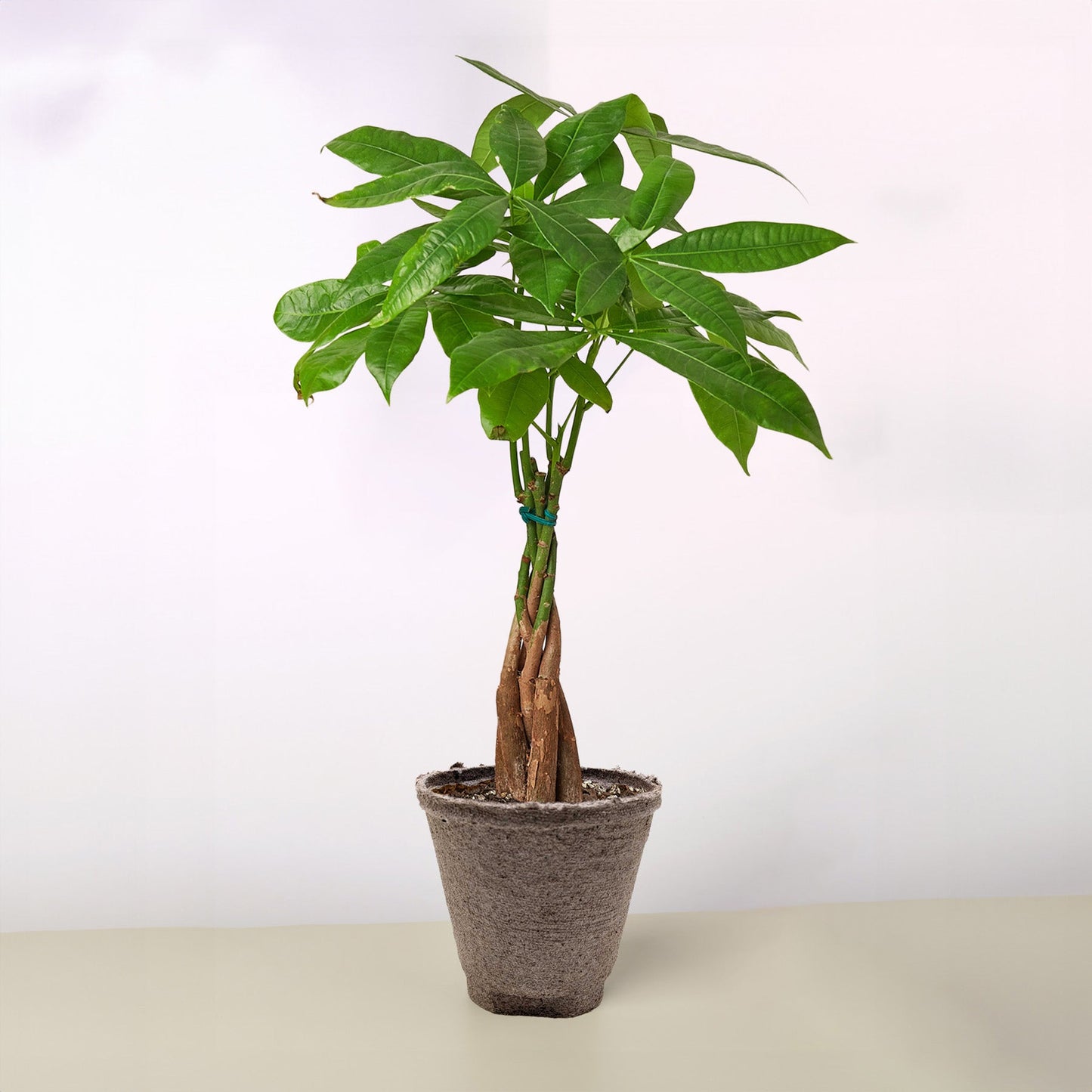 Lush green Money Tree 'Guiana Chestnut' Pachira Braid in a textured gray pot.