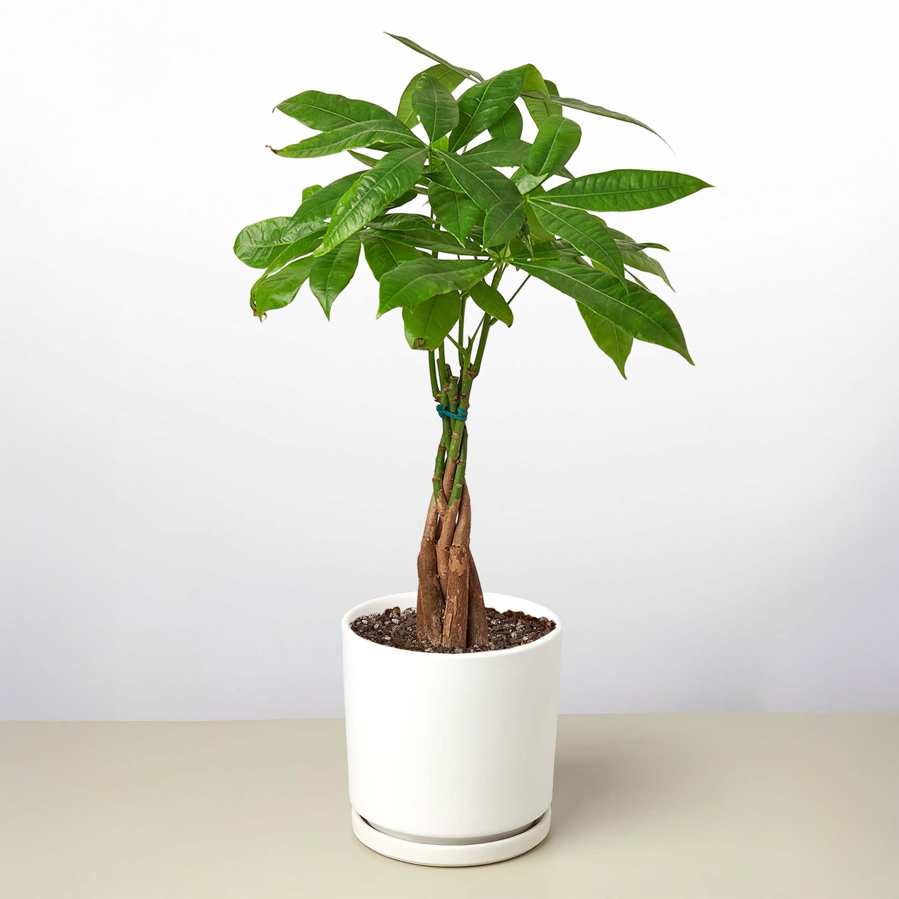 Vibrant green Money Tree 'Guiana Chestnut' with a braided trunk in a white ceramic pot and saucer.