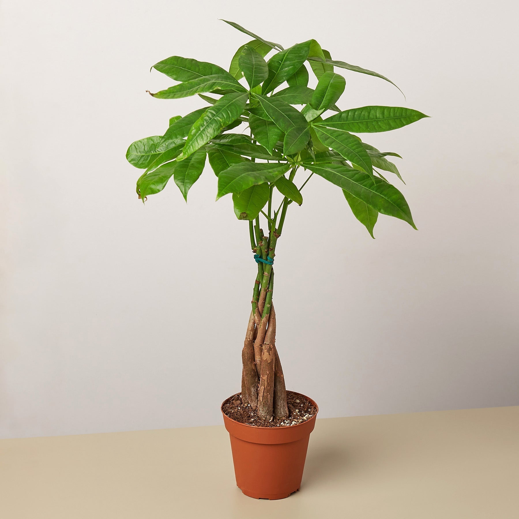 Lush green Money Tree 'Guiana Chestnut' Pachira Braid in a brown pot.