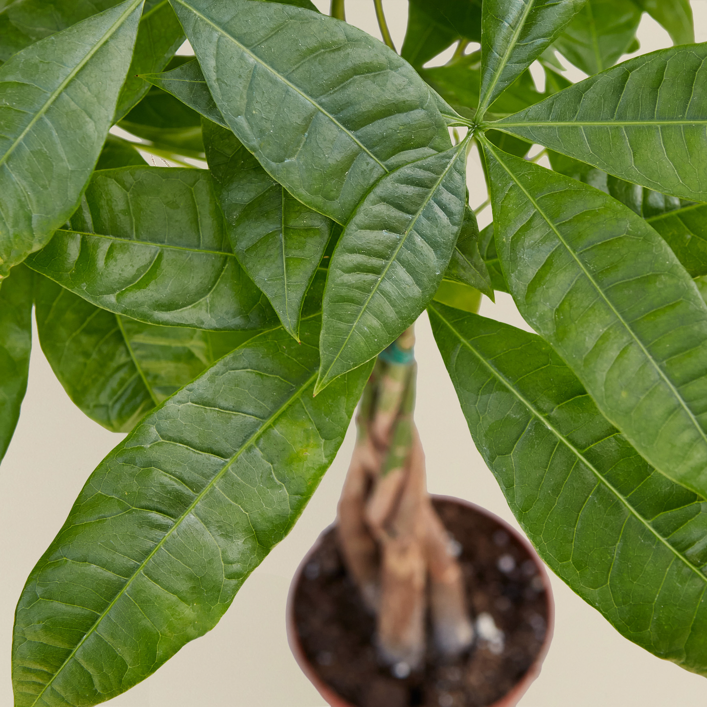 Close-up of a vibrant green Money Tree 'Guiana Chestnut' Pachira Braid with lush leaves and a braided trunk in a pot.