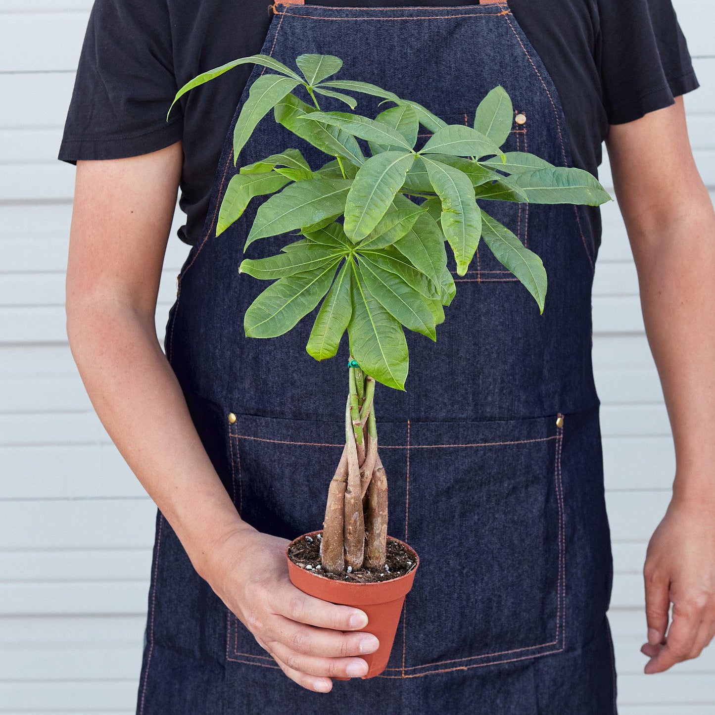 Person in a denim apron holding a potted Money Tree 'Guiana Chestnut' Pachira Braid with green leaves.