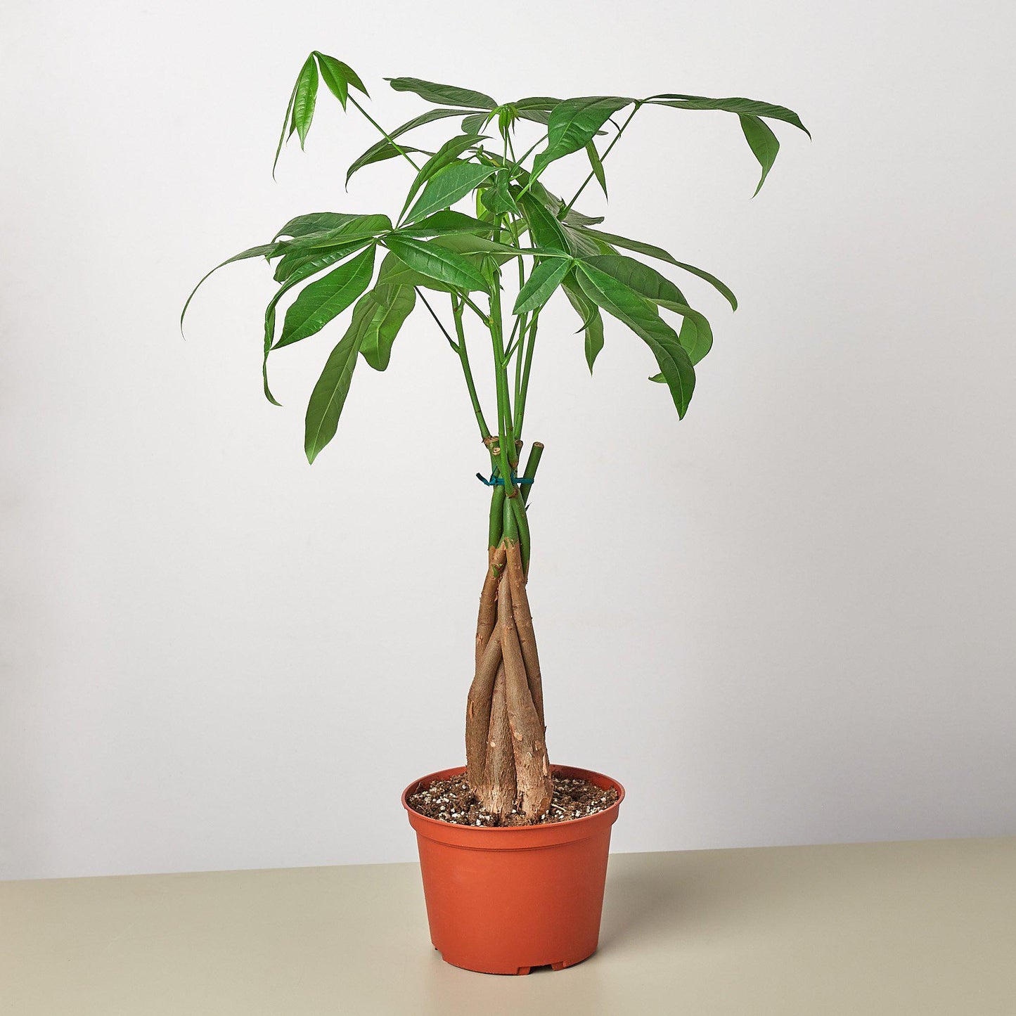 Money Tree 'Guiana Chestnut' Pachira Braid plant in a brown pot with green leaves and a braided trunk.