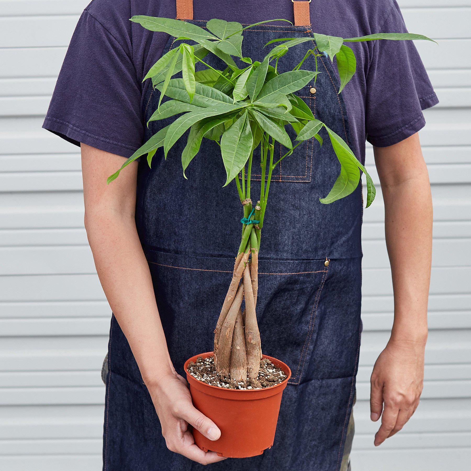 Person in denim apron holding a Money Tree 'Guiana Chestnut' Pachira Braid in an orange pot.