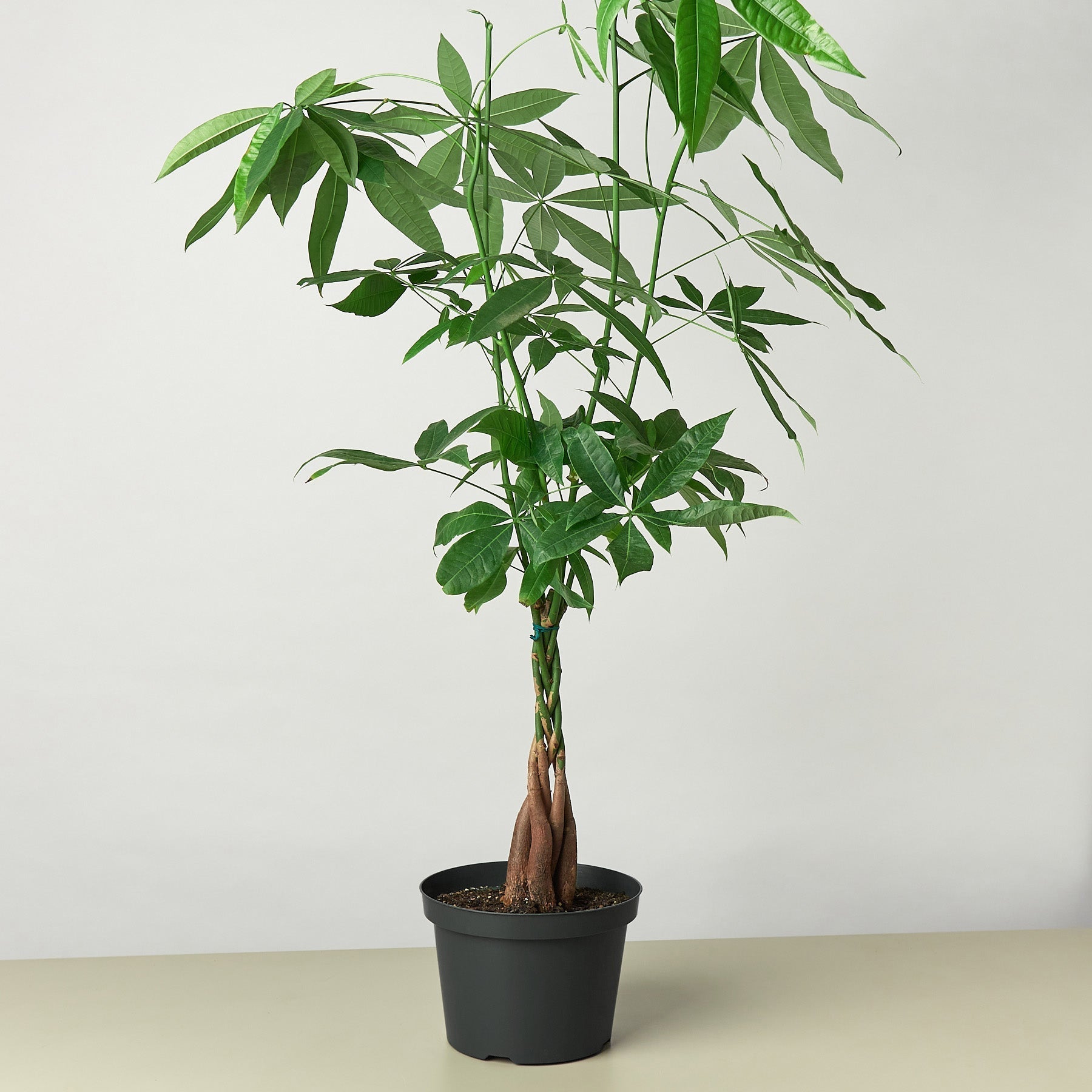 Lush green Money Tree 'Guiana Chestnut' Pachira Braid in a black pot, featuring a braided trunk.