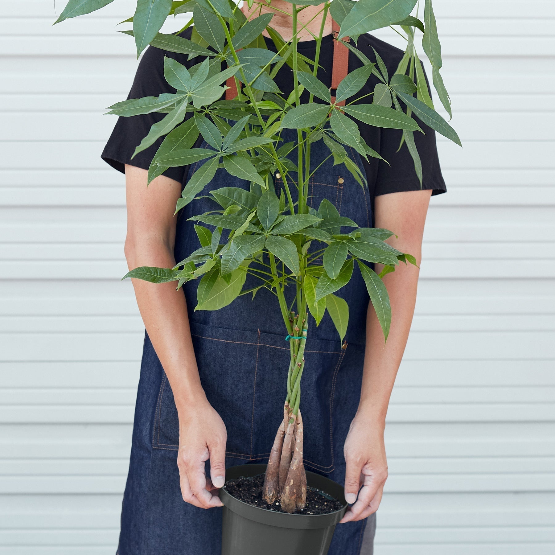 Person in denim apron holding a potted Money Tree 'Guiana Chestnut' with a braided trunk and green leaves.