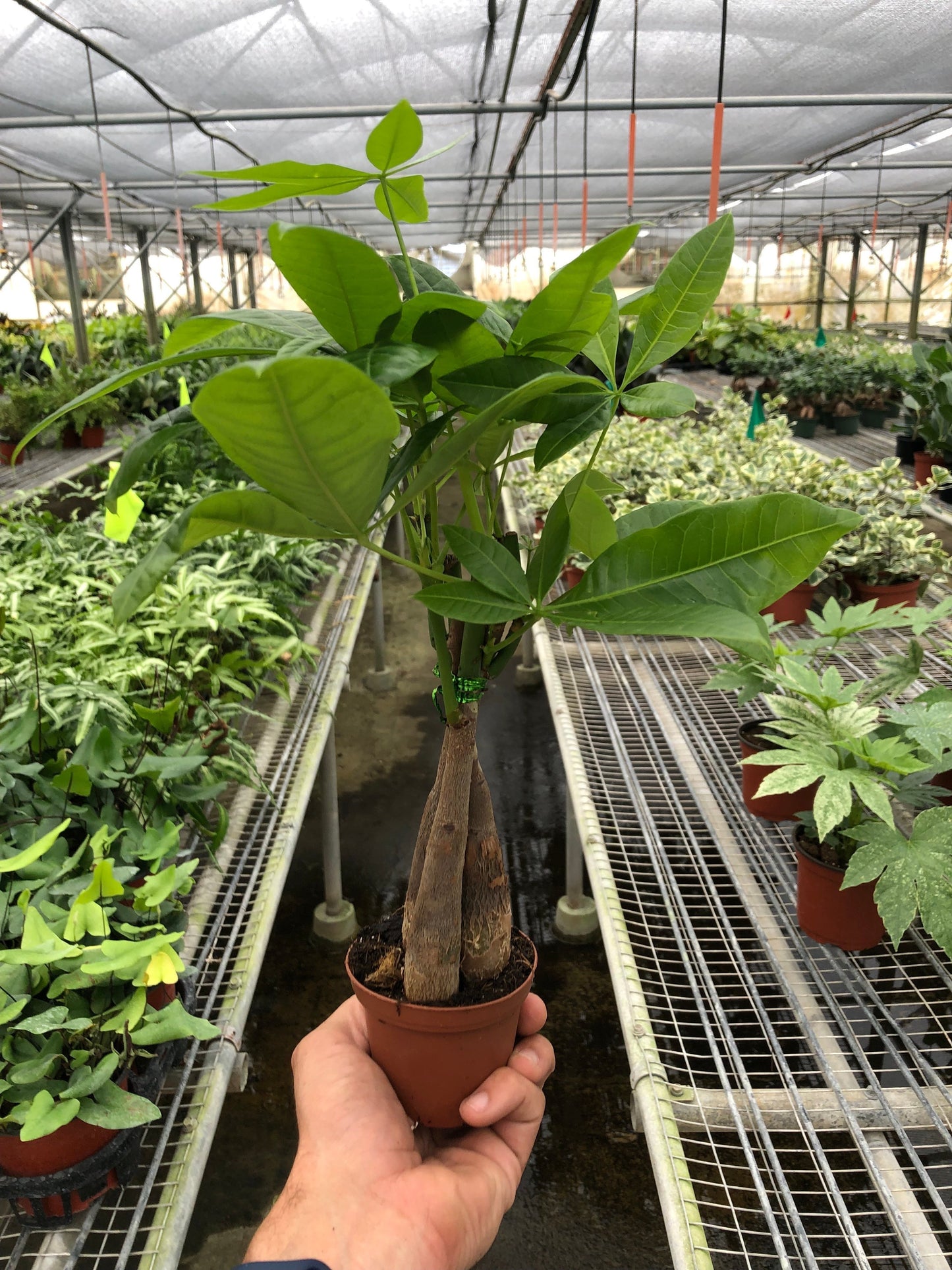 Hand holding a small Money Tree 'Guiana Chestnut' Pachira Braid with vibrant green leaves in a brown pot.