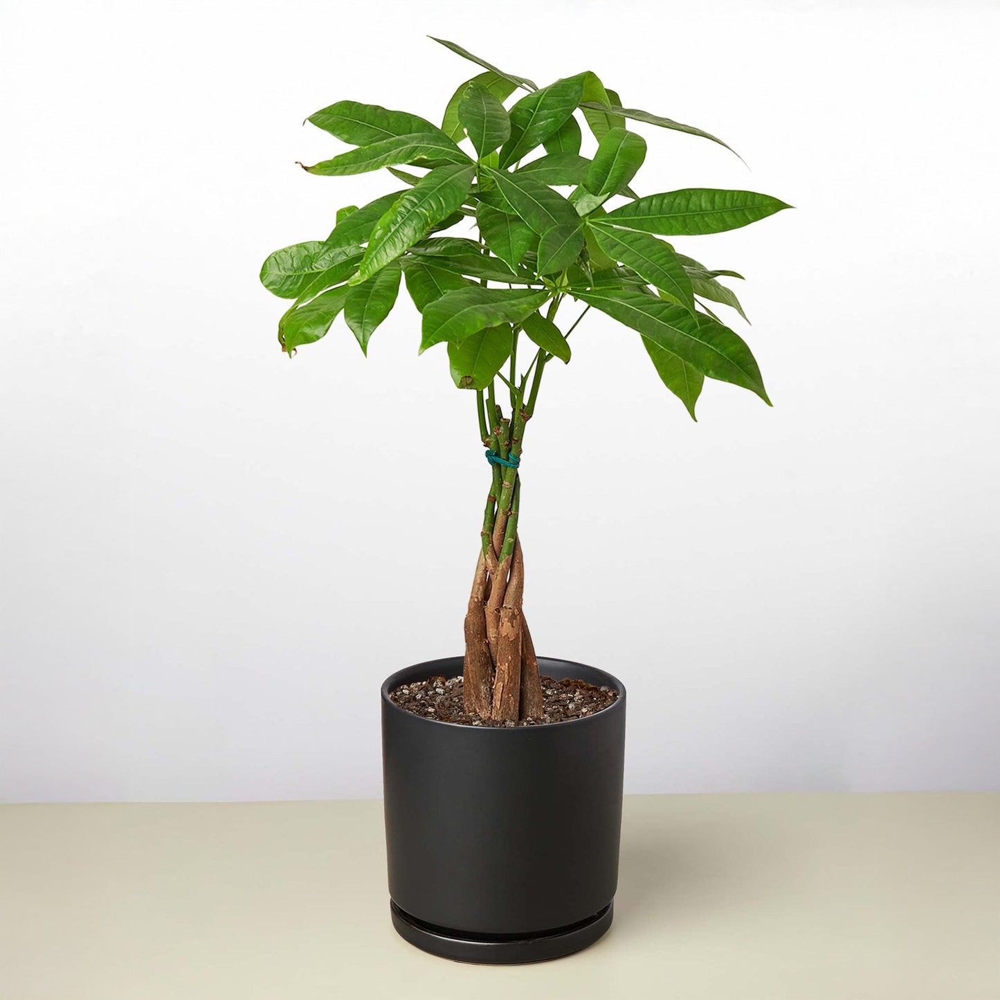 Money Tree 'Guiana Chestnut' with a braided trunk and lush green leaves in a black pot.