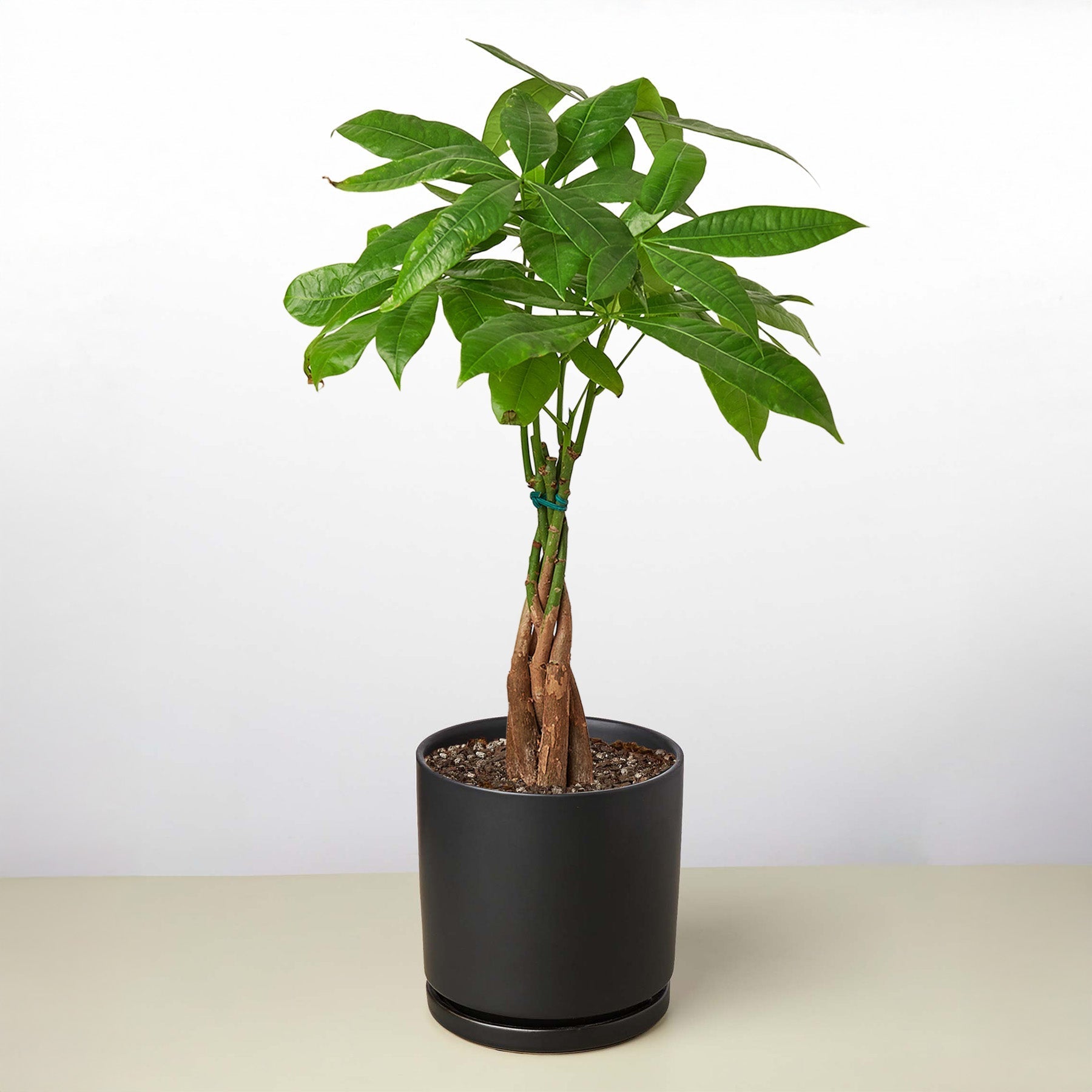 Money Tree 'Guiana Chestnut' with a braided trunk and lush green leaves in a black pot.