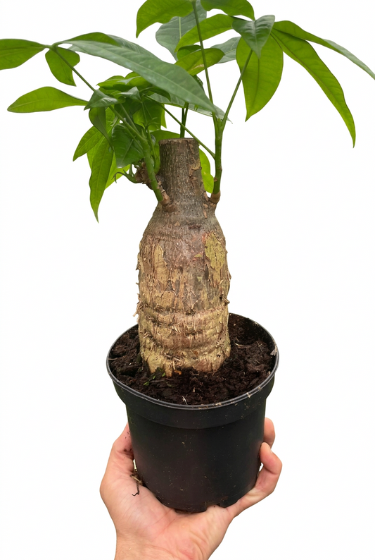 Hand holding a potted money tree guiana chestnut pachira stump plant with a thick trunk with glossy green fan like leaves in a black pot.