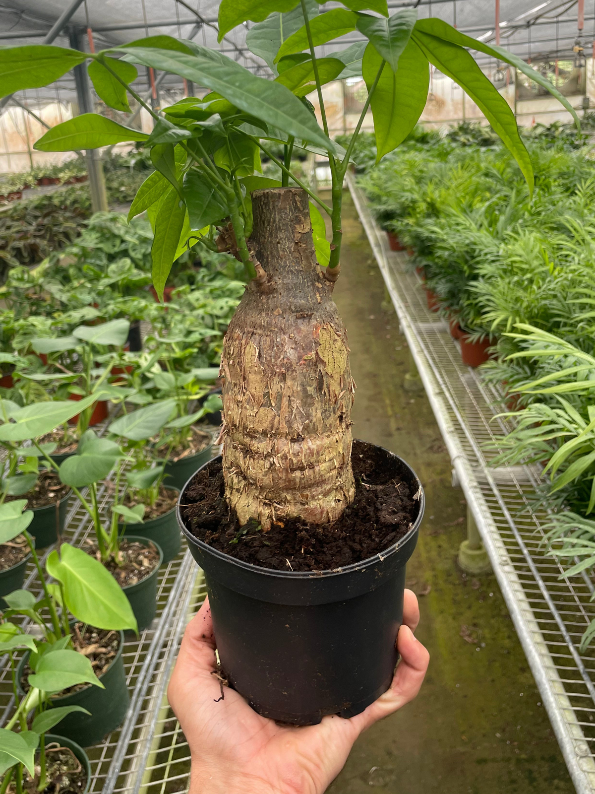 Hand holding a potted money tree guiana chestnut pachira stump plant with a thick trunk with glossy green fan like leaves in a black pot held in a greenhouse setting.