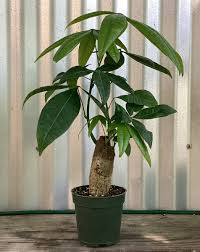 Money Tree 'Guiana Chestnut' Pachira Stump