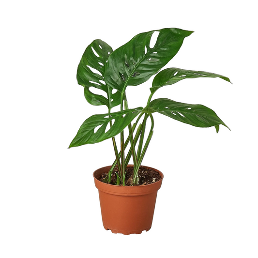 Monstera Adansonii 'Swiss Cheese' plant with dark green fenestrated leaves in a brown pot.