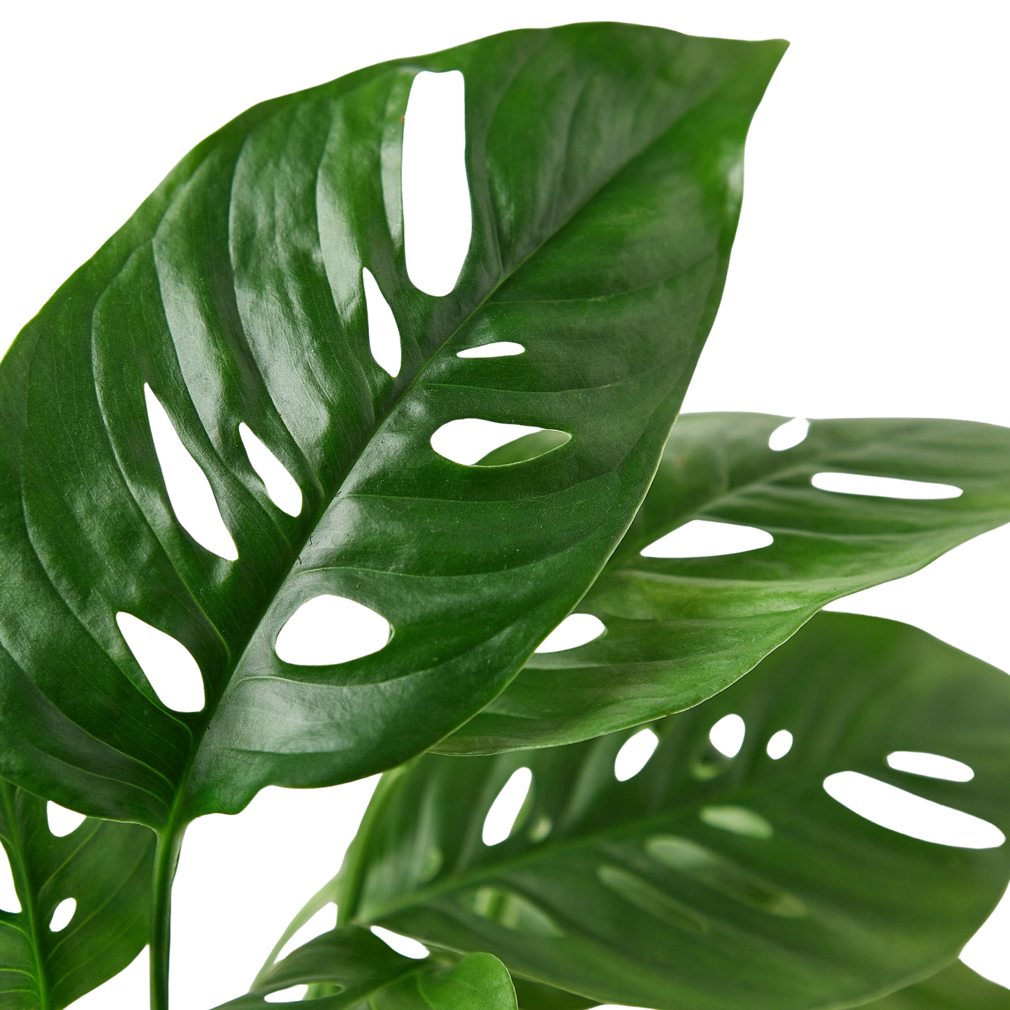 Close-up of a vibrant green Monstera Adansonii 'Swiss Cheese' plant with characteristic fenestrations.
