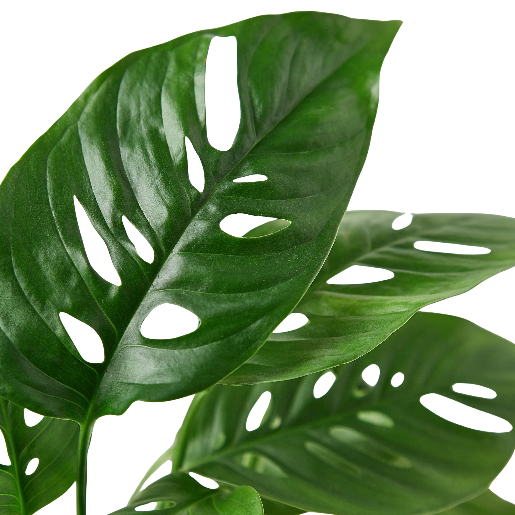 Close-up of a vibrant green Monstera Adansonii 'Swiss Cheese' plant with characteristic fenestrations.