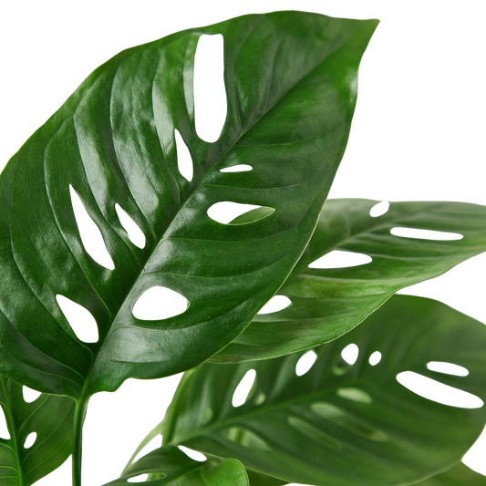 Close-up of a vibrant green Monstera Adansonii 'Swiss Cheese' plant with characteristic fenestrations.