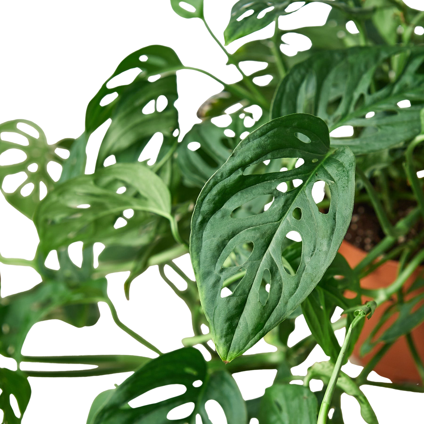 Monstera Adansonii 'Swiss Cheese' plant with dark green, fenestrated leaves in a terracotta pot.