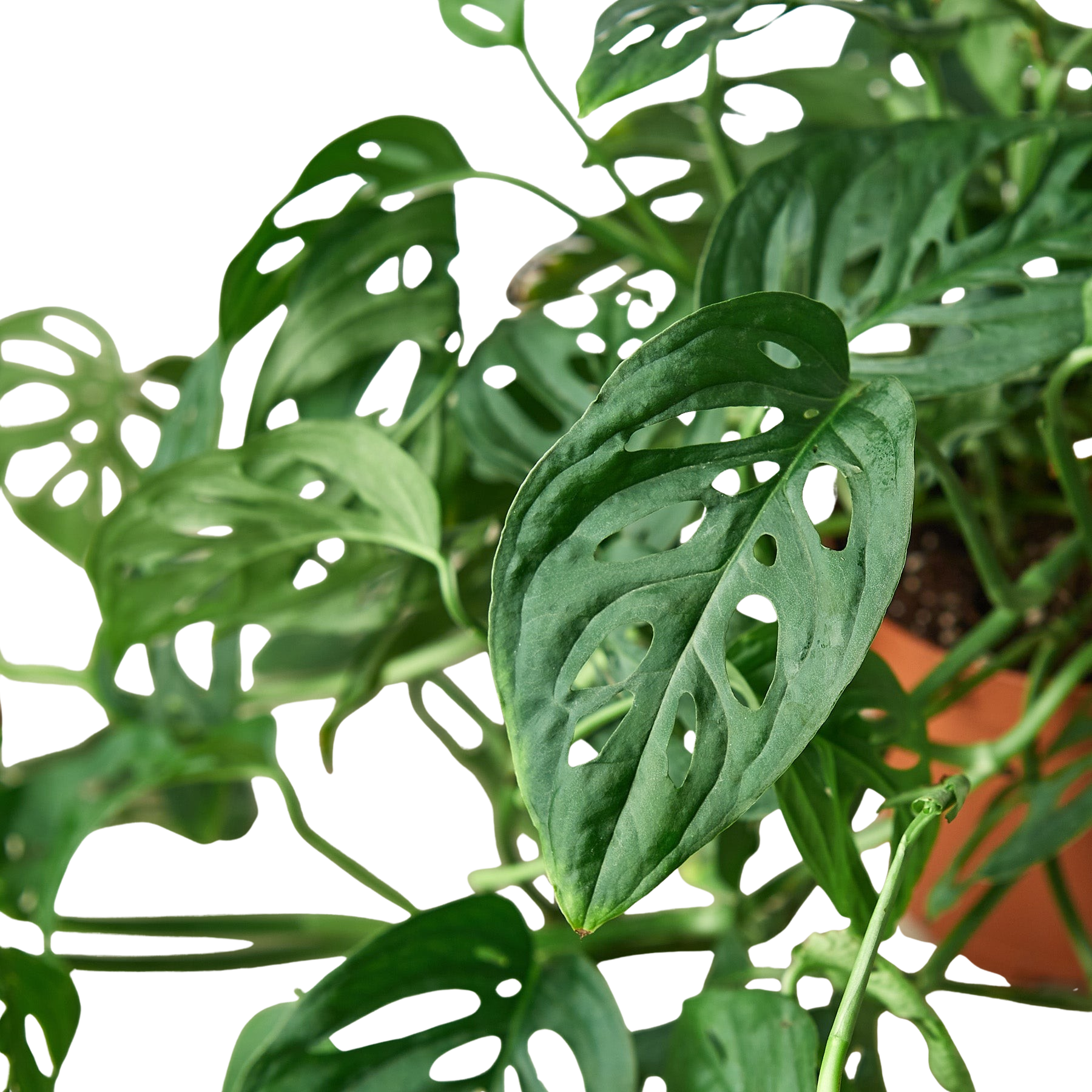 Monstera Adansonii 'Swiss Cheese' plant with dark green, fenestrated leaves in a terracotta pot.
