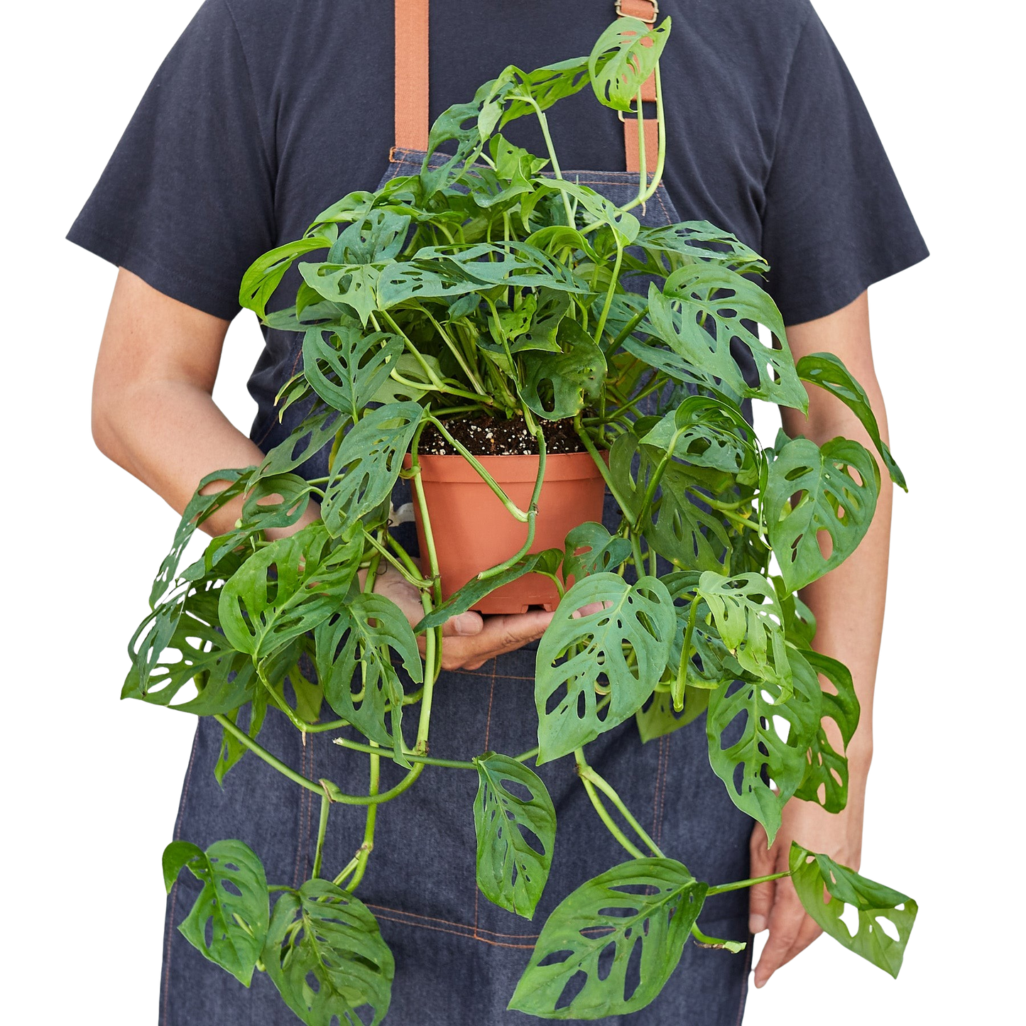 Person in a denim apron holding a potted Monstera Adansonii 'Swiss Cheese' plant with fenestrated green leaves.
