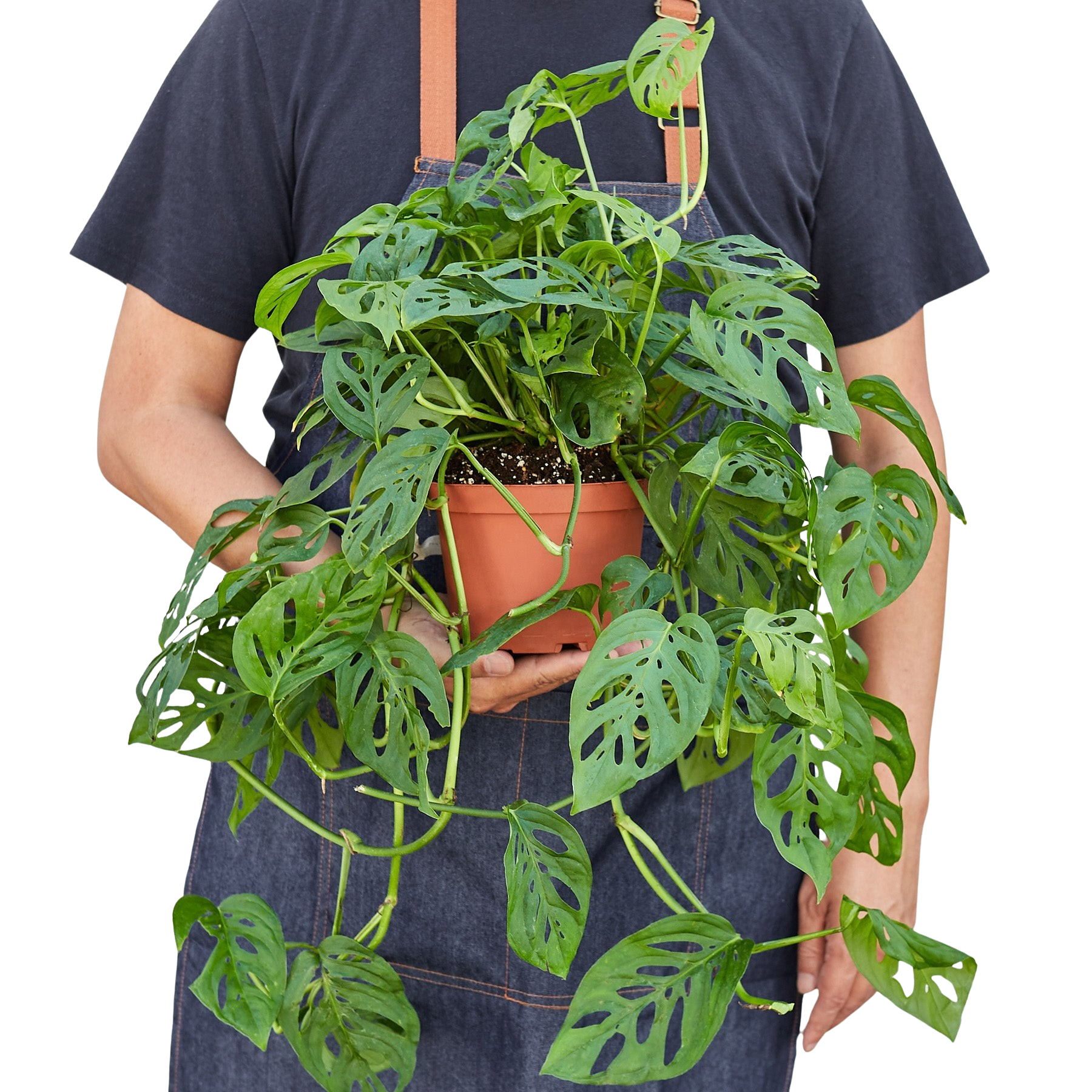 Person in a denim apron holding a potted Monstera Adansonii 'Swiss Cheese' plant with fenestrated green leaves.