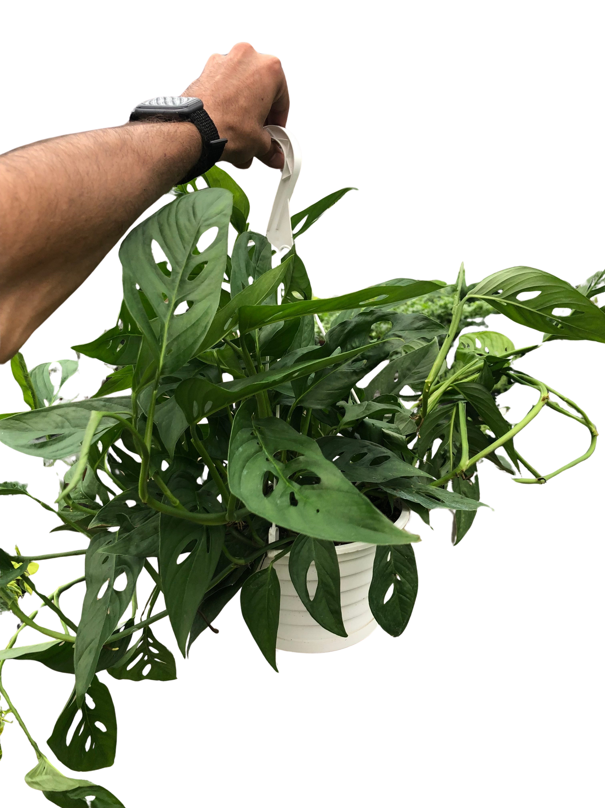 Hand holding a Monstera Adansonii 'Swiss Cheese' plant in a white hanging pot.