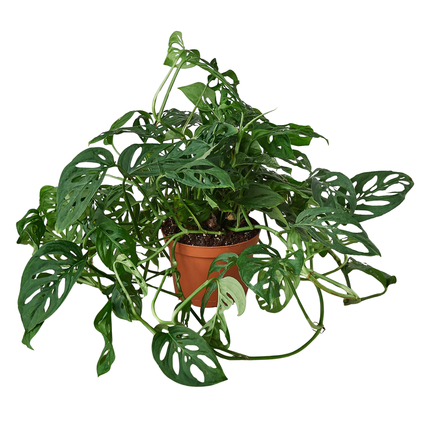 Monstera Adansonii 'Swiss Cheese' plant in a brown pot, featuring dark green leaves with distinctive holes.