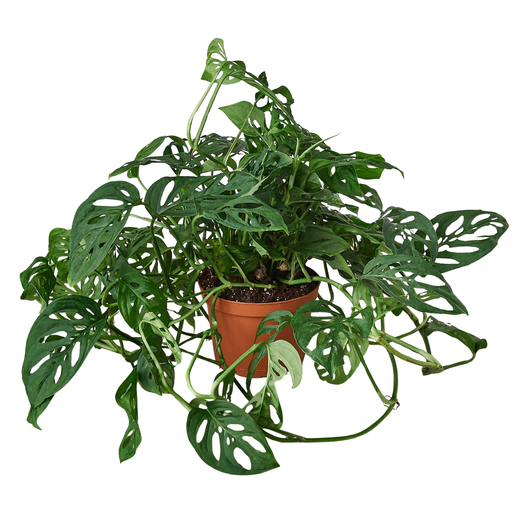 Monstera Adansonii 'Swiss Cheese' plant in a brown pot, featuring dark green leaves with distinctive holes.