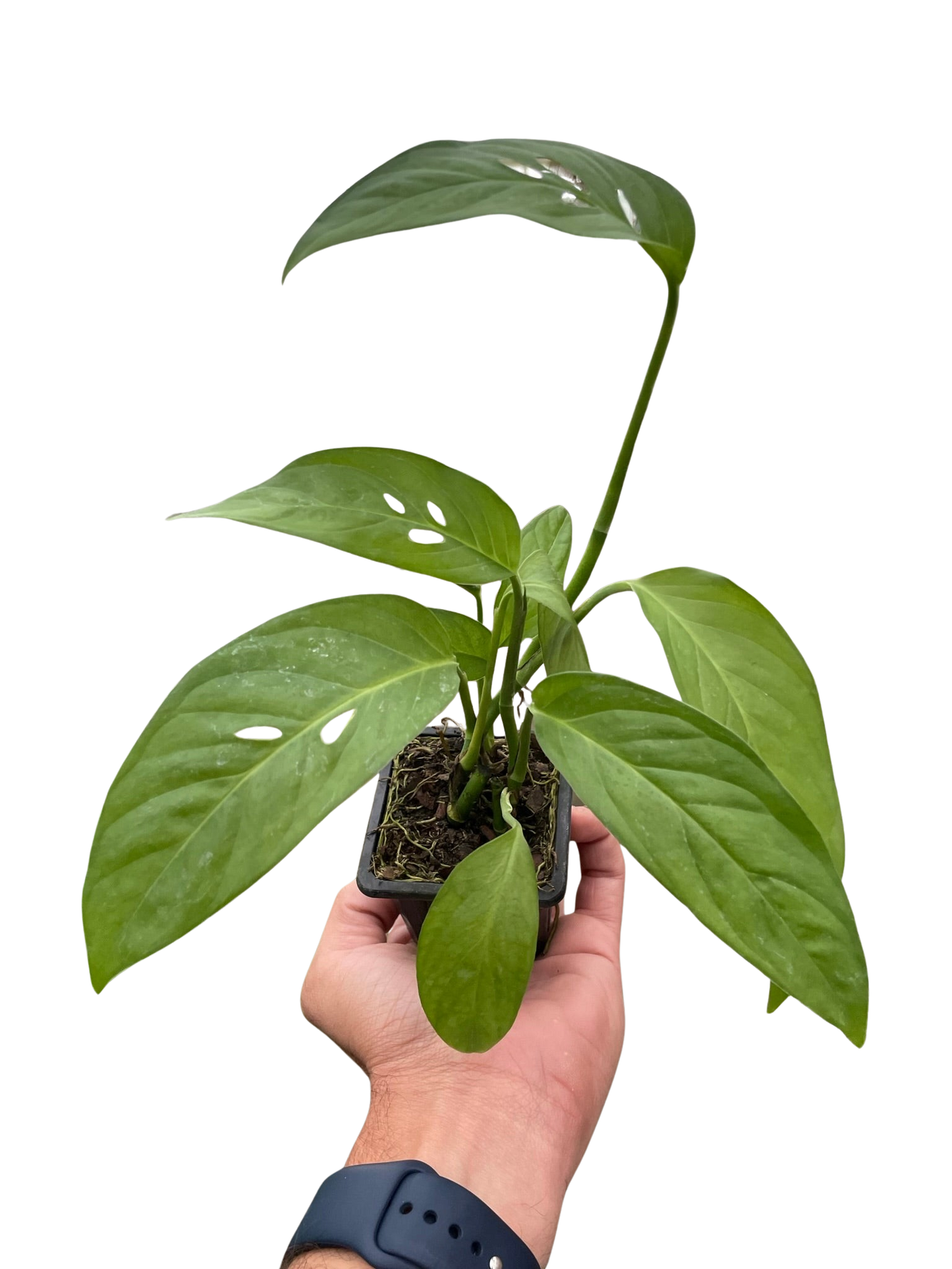 Hand holding a small Monstera Adansonii 'Swiss Cheese' plant in a black nursery pot.