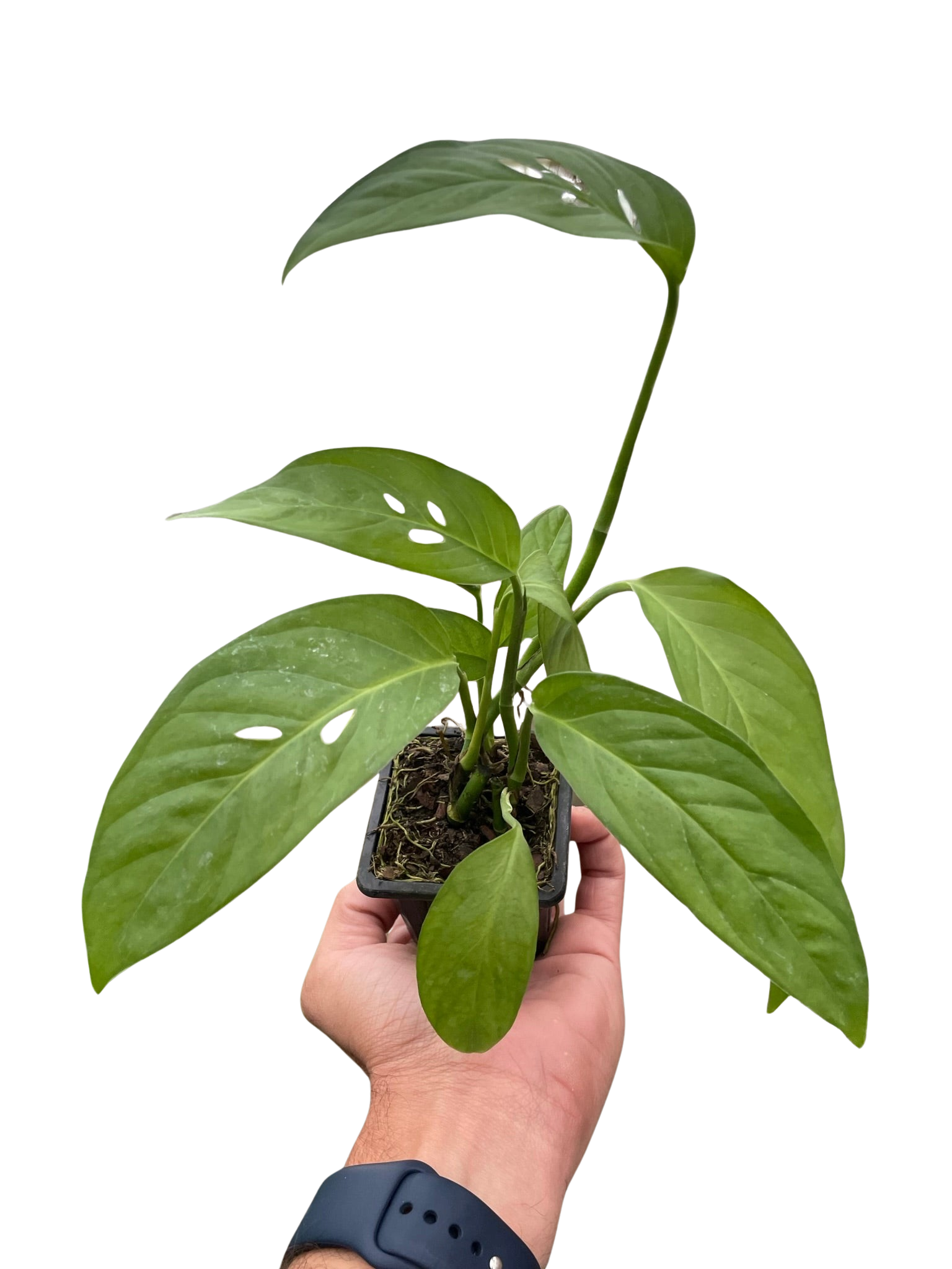 Hand holding a small Monstera Adansonii 'Swiss Cheese' plant in a black nursery pot.