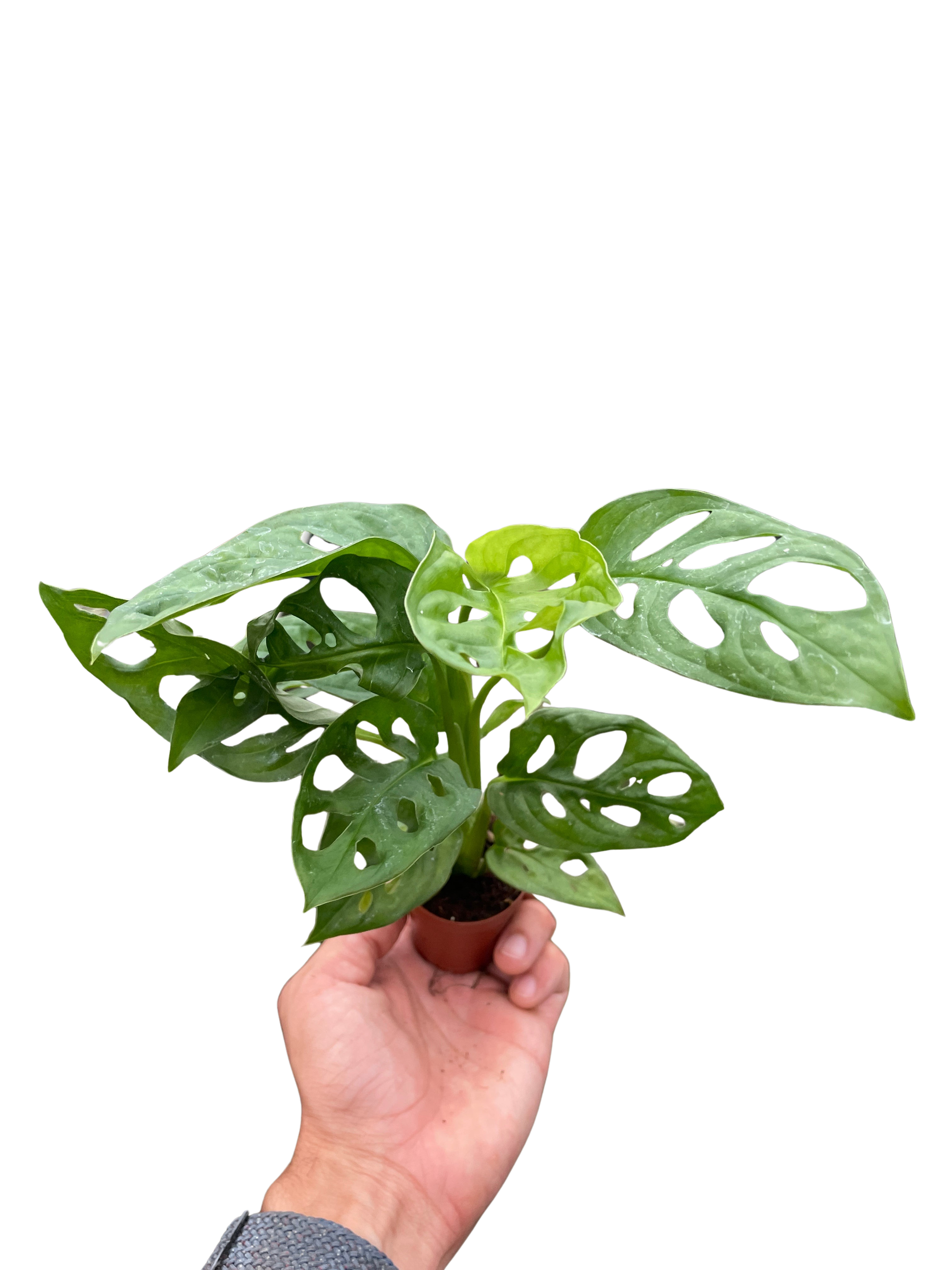 Hand holding a small Monstera Adansonii 'Swiss Cheese' plant with fenestrated green leaves in a brown pot.