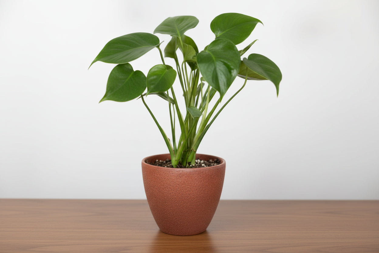 Potted plant with green leaves in a terracotta pot on a white background