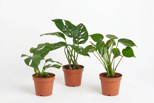 Three green Monstera plants: Deliciosa, Adansonii, and Minima, with big green leaves in brown pots on a white surface background.