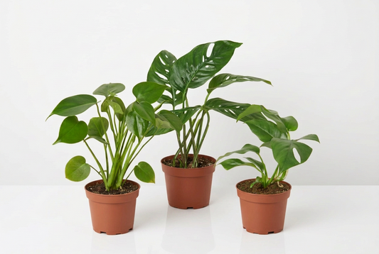 Three potted Monstera plants: Deliciosa, Adansonii, and Minima, with green leaves in brown nursery pots on a white surface and background.