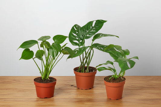 Three green Monstera plants: Deliciosa, Adansonii, and Minima, in brown pots on a wooden surface.
