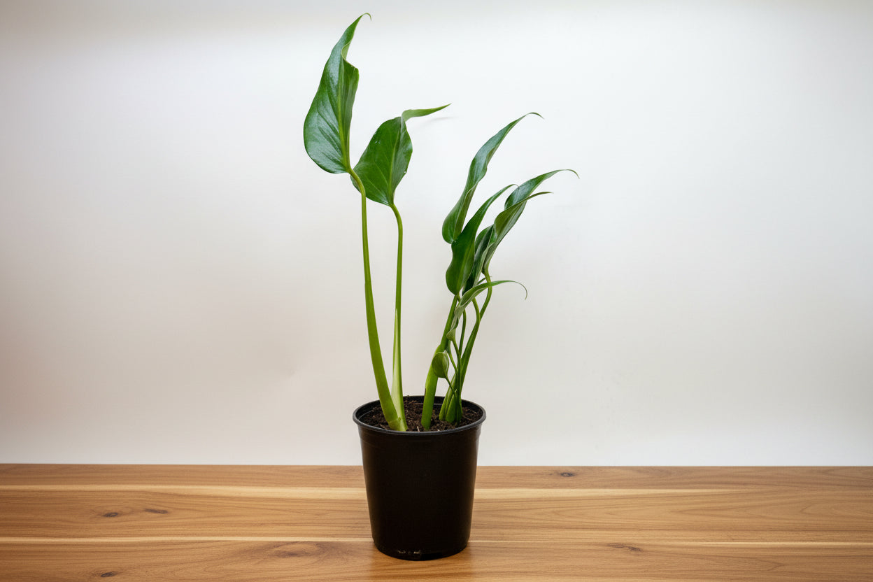 Young Monstera Burle Marx Flame plant with glossy green leaves in a black pot on a wood surface.