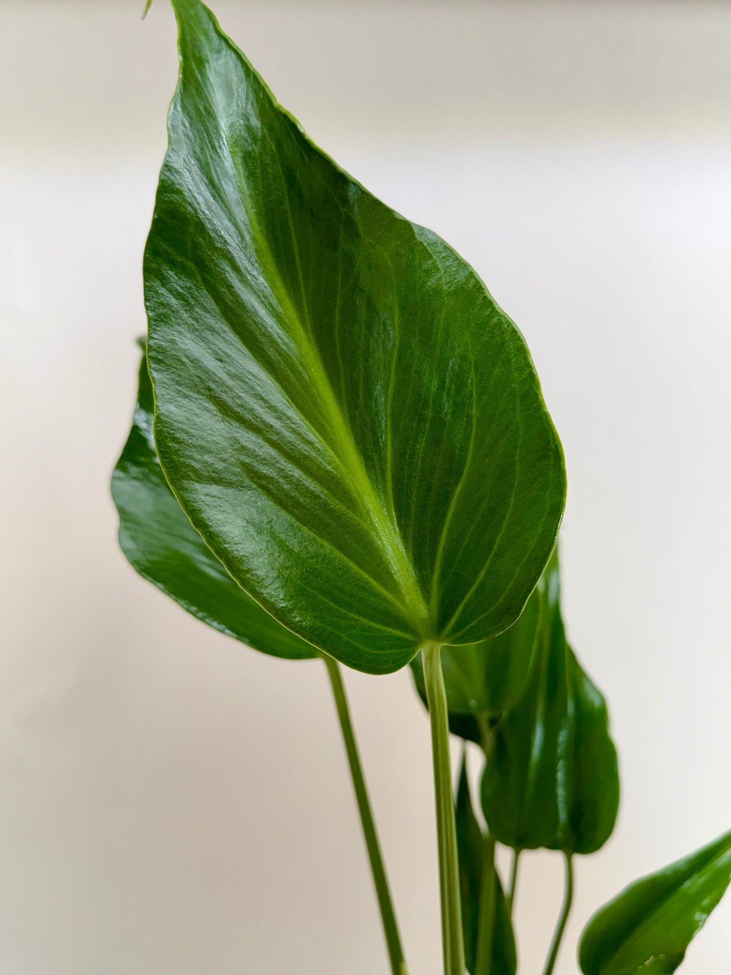 Glossy, rich green Monstera Burle Marx Flame leaf with prominent veins.