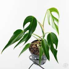 Monstera Burle Marx Flame plant in a black pot, showing deeply cut, rich green, fenestrated leaves.