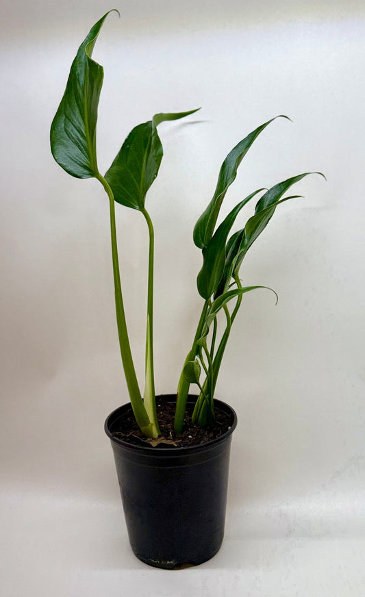 Monstera burle marx flame potted in a black pot with dark green leaves shaped like a Tera drop with green stems on a plain surface.
