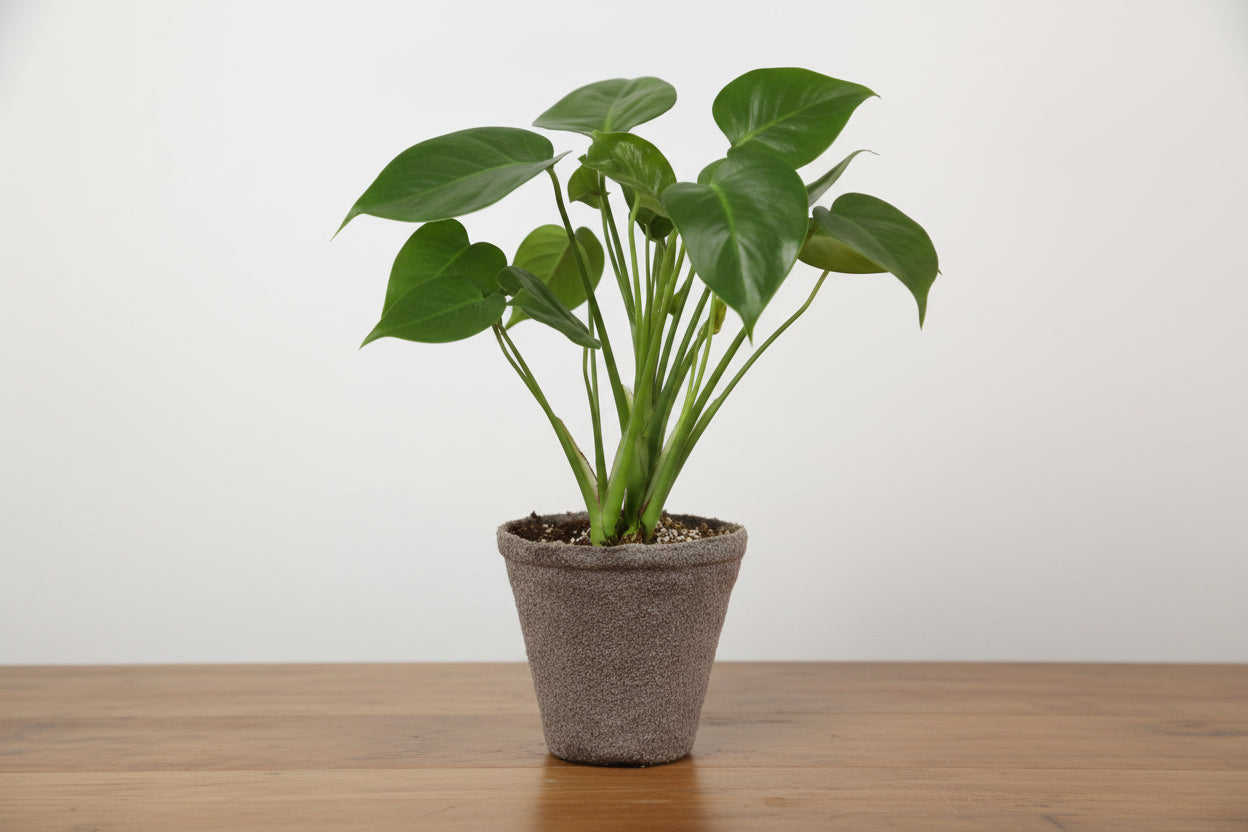 Potted plant with green leaves on a white background