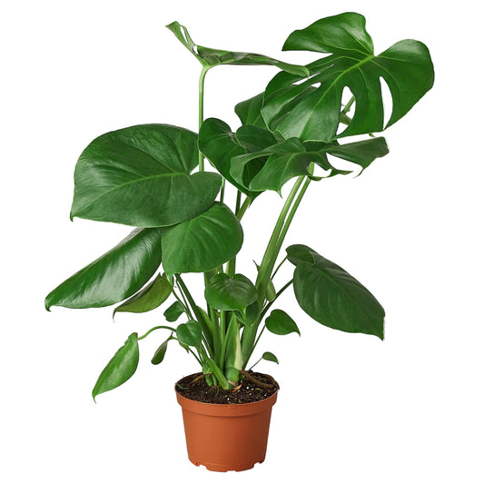 Potted Monstera Deliciosa spilt leaf plant with large green fenstrated leaves growing in a brown nursery pot.