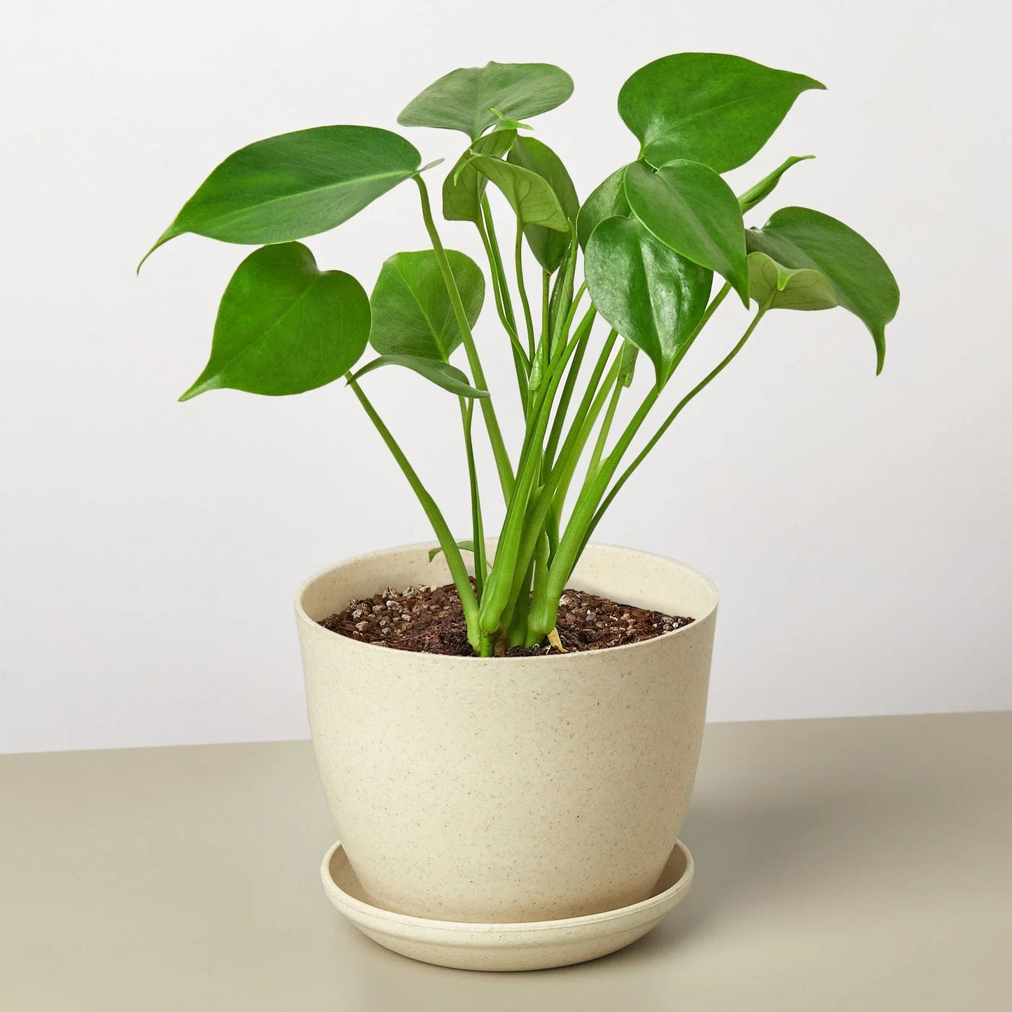 Small Monstera deliciosa plant with bright green leaves in a speckled cream pot and saucer.
