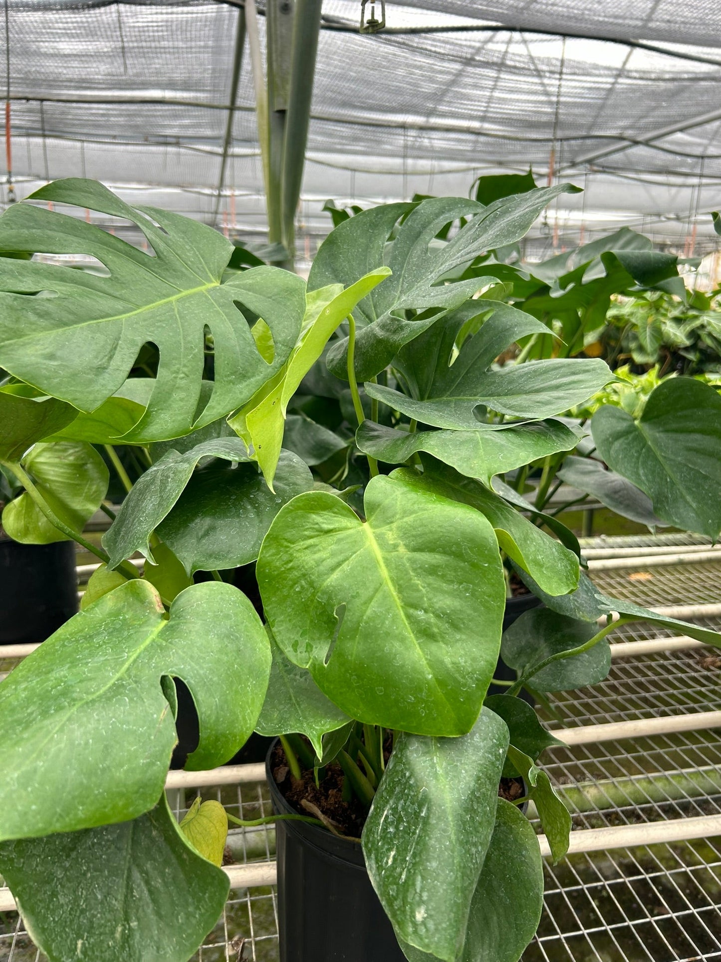 Lush Monstera deliciosa plant with large, fenestrated green leaves in a black pot, growing in a greenhouse.