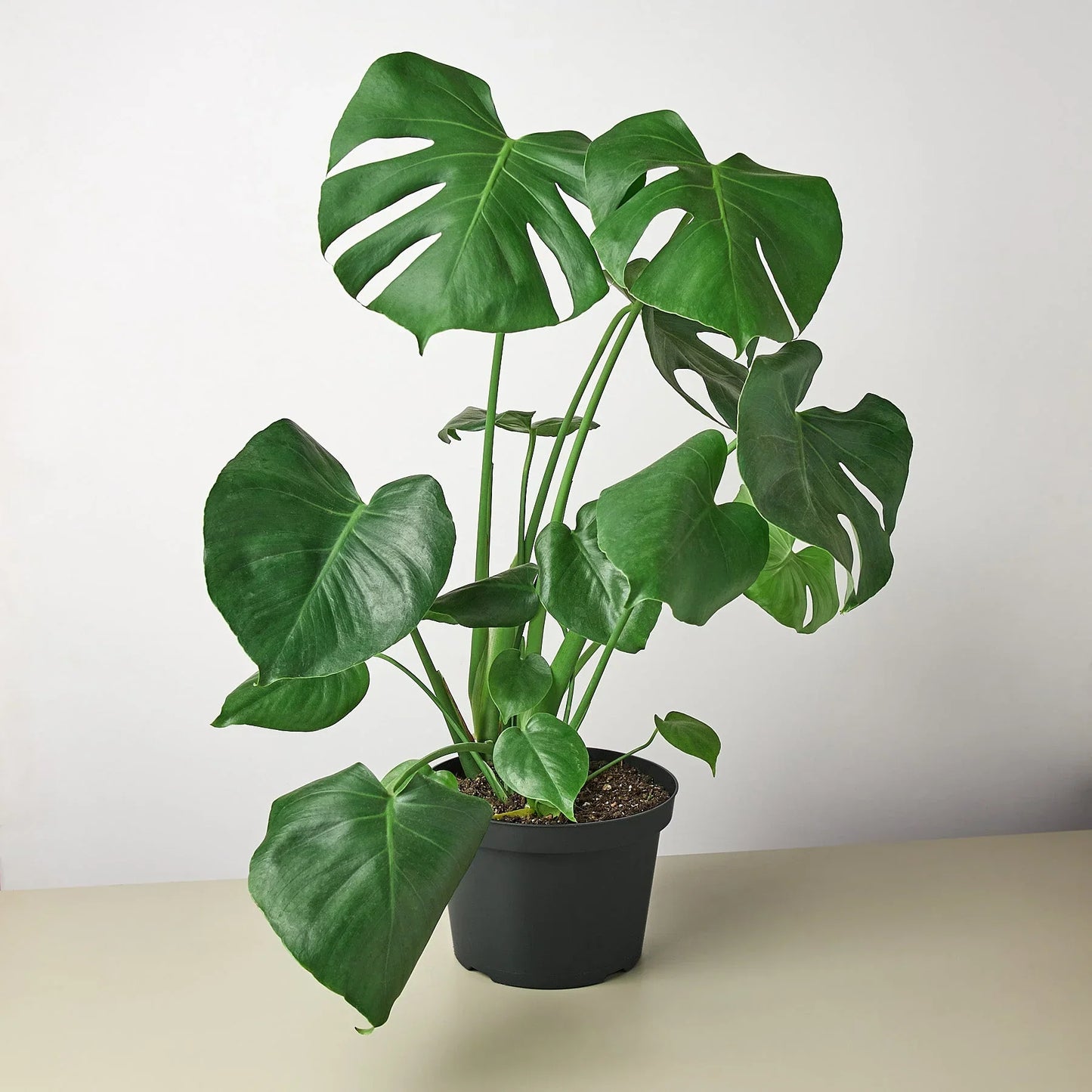 Lush Monstera deliciosa plant with large, fenestrated green leaves in a black pot.