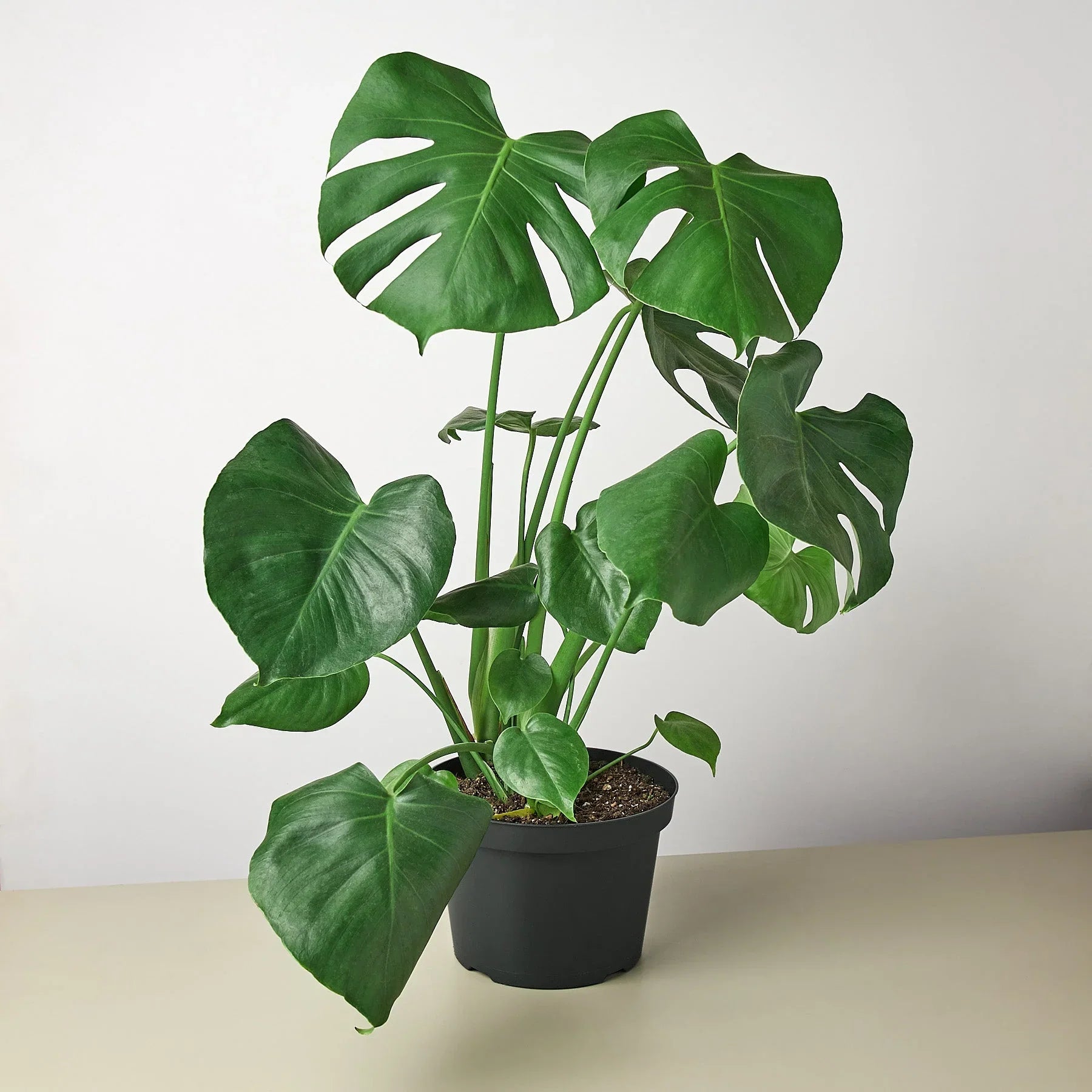 Lush Monstera deliciosa plant with large, fenestrated green leaves in a black pot.