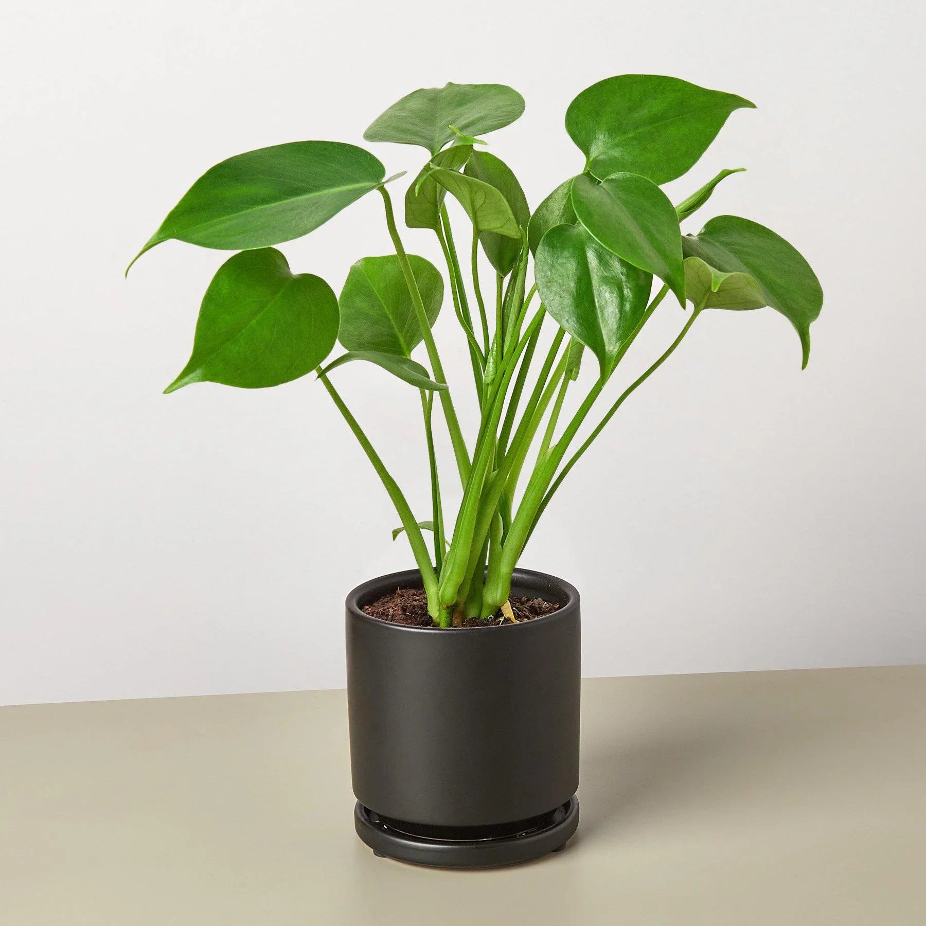 Young Monstera deliciosa plant with bright green leaves in a sleek black pot with saucer.