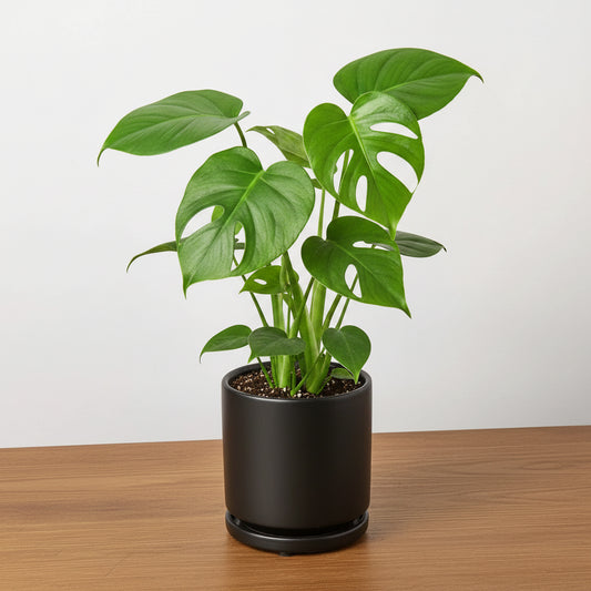 Young Monstera deliciosa plant with bright green leaves in a sleek black pot with saucer.